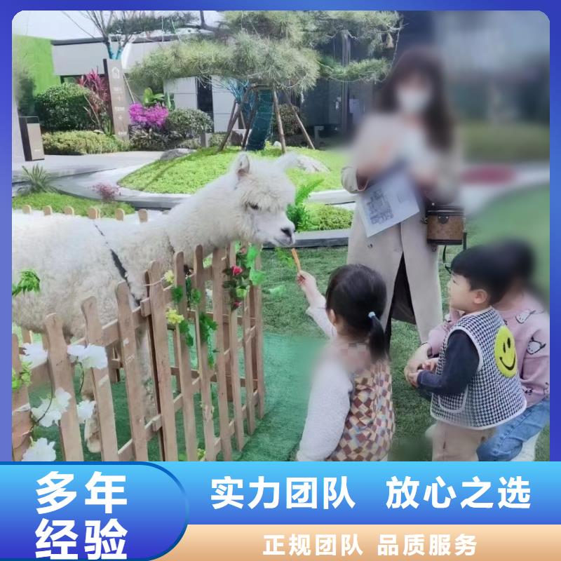 马戏团/羊驼【海狮杂技表演】先进的技术