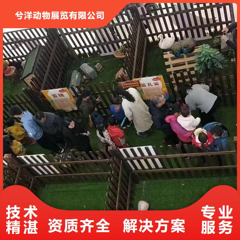马戏团/羊驼出租羊驼高性价比
