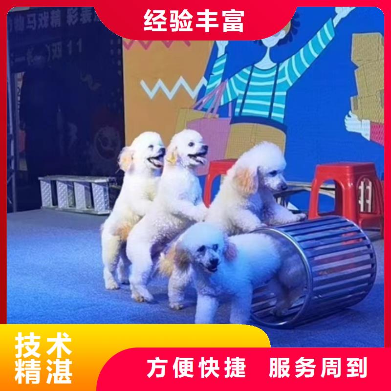 【马戏团/羊驼】-【美人鱼出租演出】专业公司
