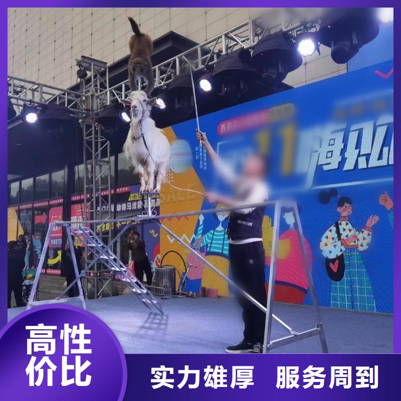 马戏团/羊驼海狮表演出租一对一服务