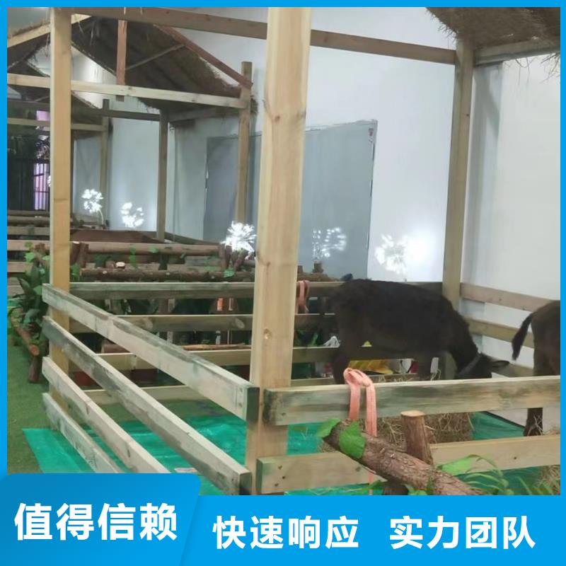 马戏团/羊驼美人鱼表演出租品质好