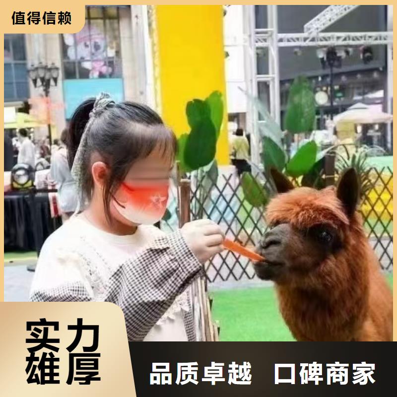 马戏团/羊驼【美人鱼出租演出】讲究信誉