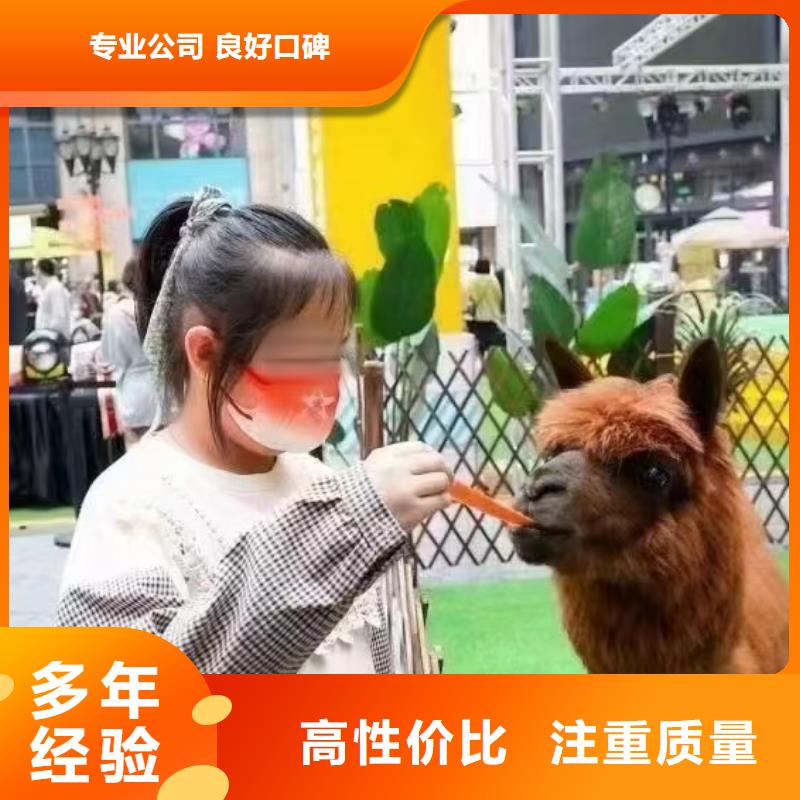 马戏团/羊驼出租表演海狮品质服务