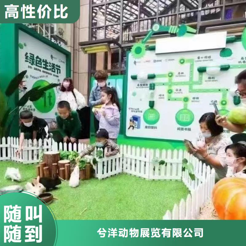 马戏团/羊驼-小马戏出租2025公司