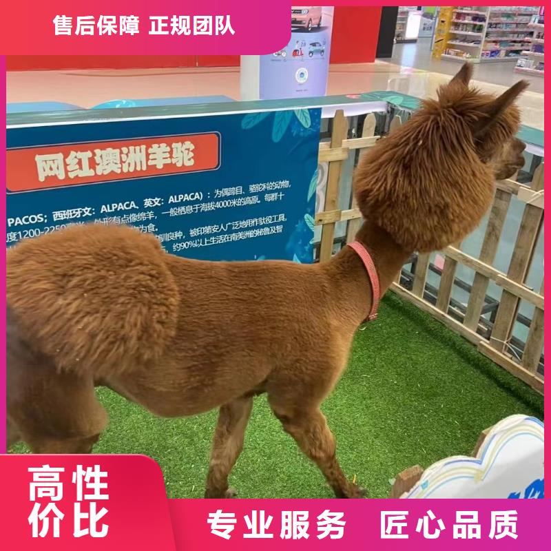 马戏团/羊驼,美人鱼表演出租明码标价