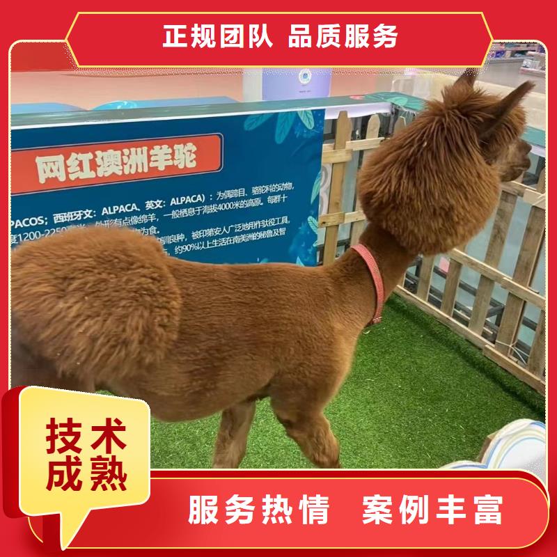 马戏团/羊驼【美人鱼出租演出】讲究信誉