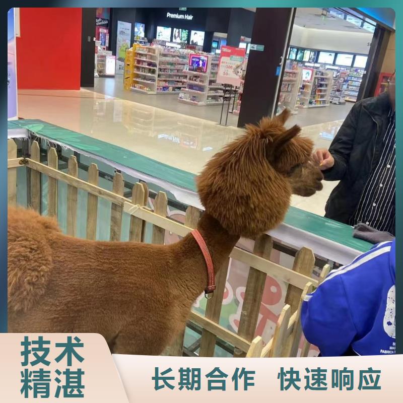 马戏团/羊驼 羊驼出租口碑商家