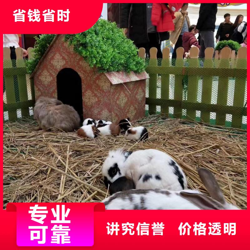 马戏团/羊驼-小马戏出租2025公司