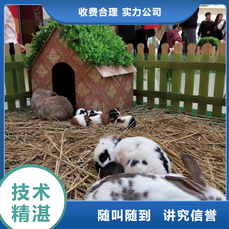 【马戏团/羊驼】-海狮表演出租实力商家|文圣|宏伟|阜新|沈阳|盘锦|营口厂家