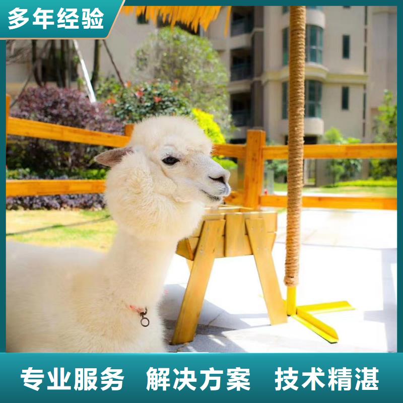 马戏团/羊驼-【企鹅表演出租】匠心品质