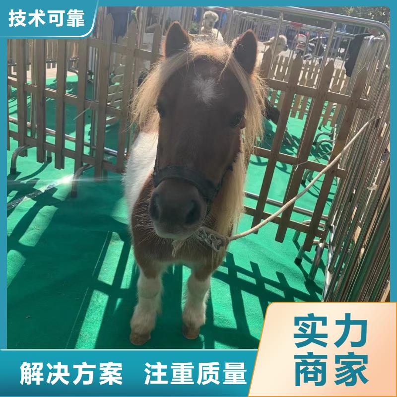 【马戏团/羊驼】-【美人鱼出租演出】专业公司
