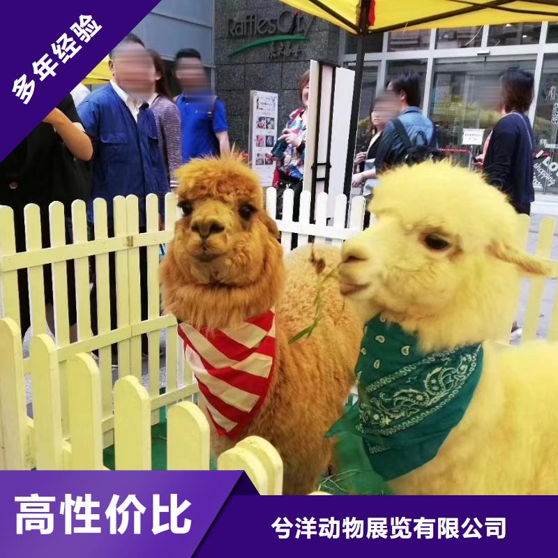 【马戏团/羊驼】,出租羊驼品质好