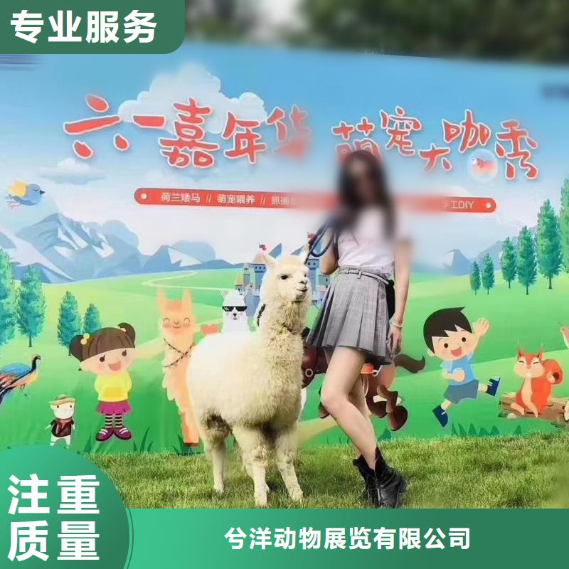 马戏团/羊驼_【海狮表演租赁】专业可靠