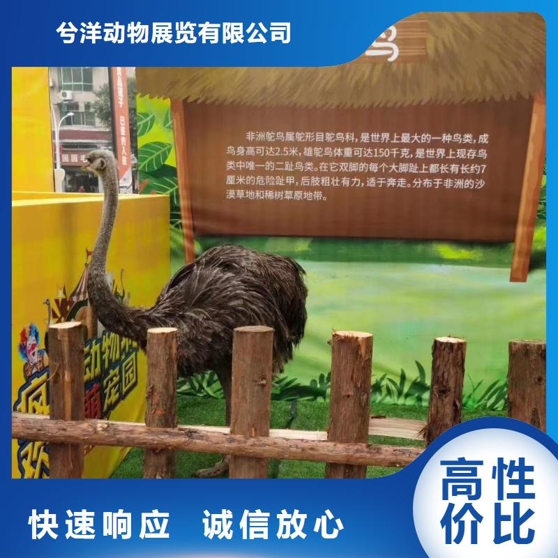 马戏团/羊驼【活体羊驼租赁】快速响应