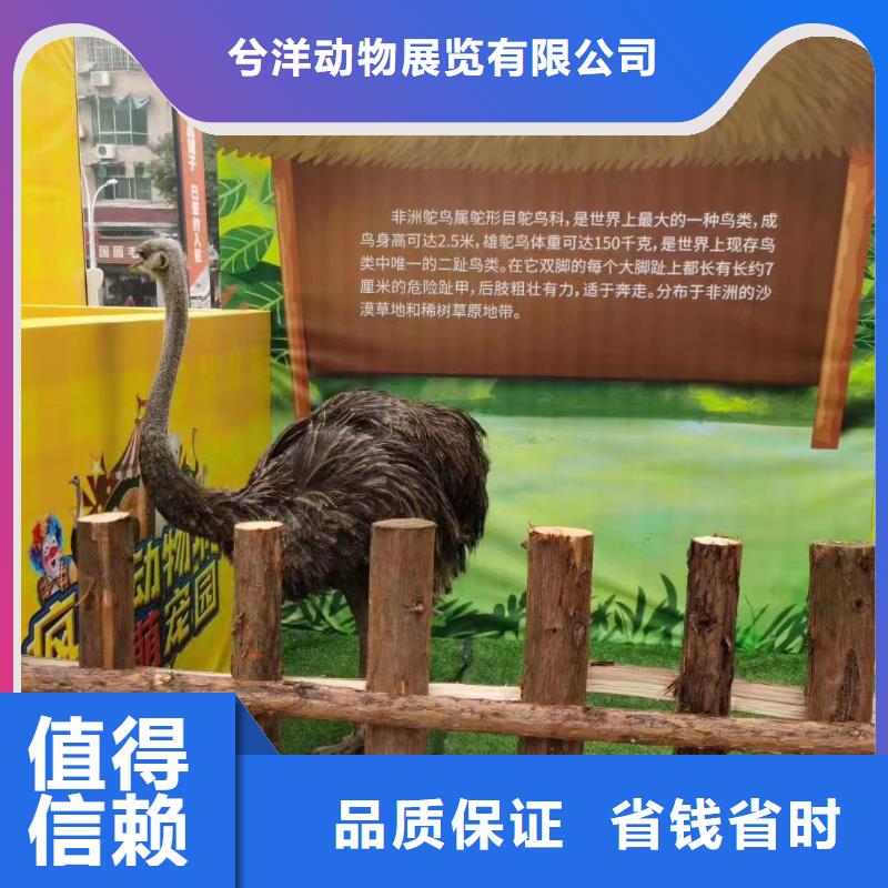 马戏团/羊驼_海豚表演价格公道