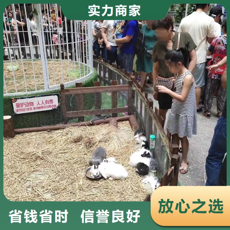 马戏团/羊驼出租表演海狮品质服务