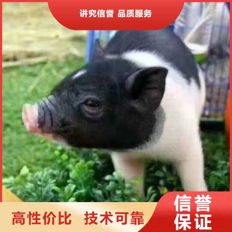 马戏团/羊驼海狮表演出租一对一服务