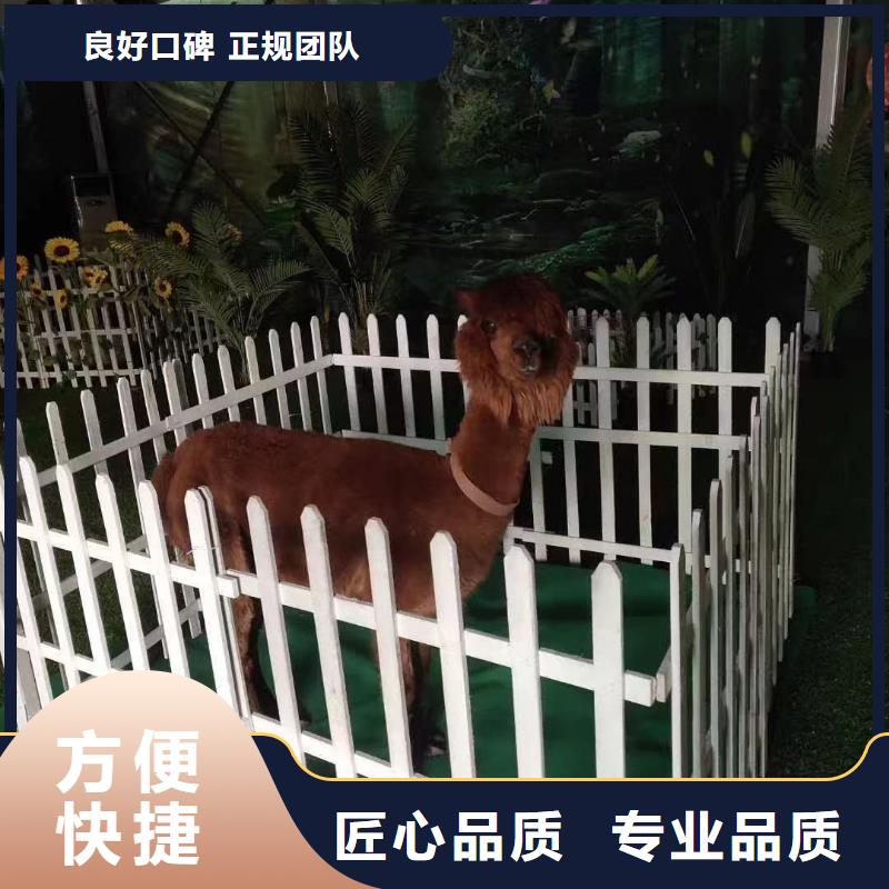 【马戏团/羊驼】-海狮表演出租实力商家|文圣|宏伟|阜新|沈阳|盘锦|营口厂家