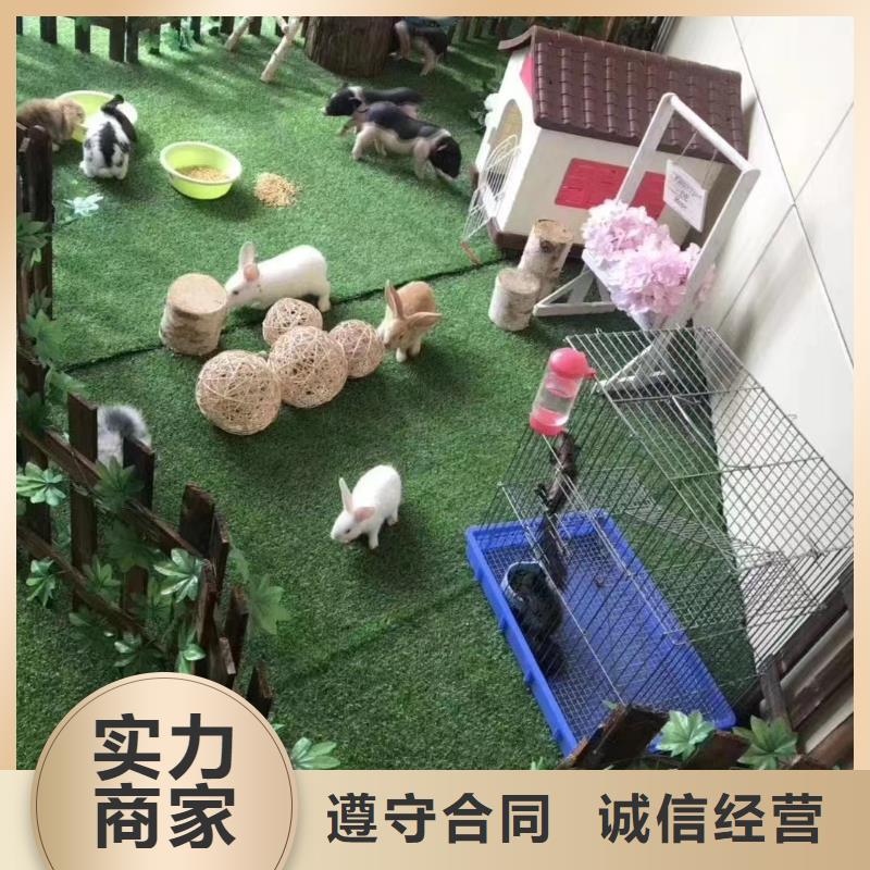 马戏团/羊驼美人鱼表演出租全市24小时服务