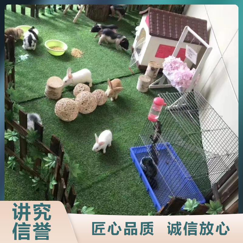 马戏团/羊驼海狮表演出租一对一服务
