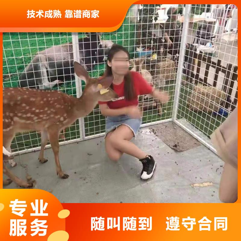 马戏团/羊驼-【企鹅演出】资质齐全