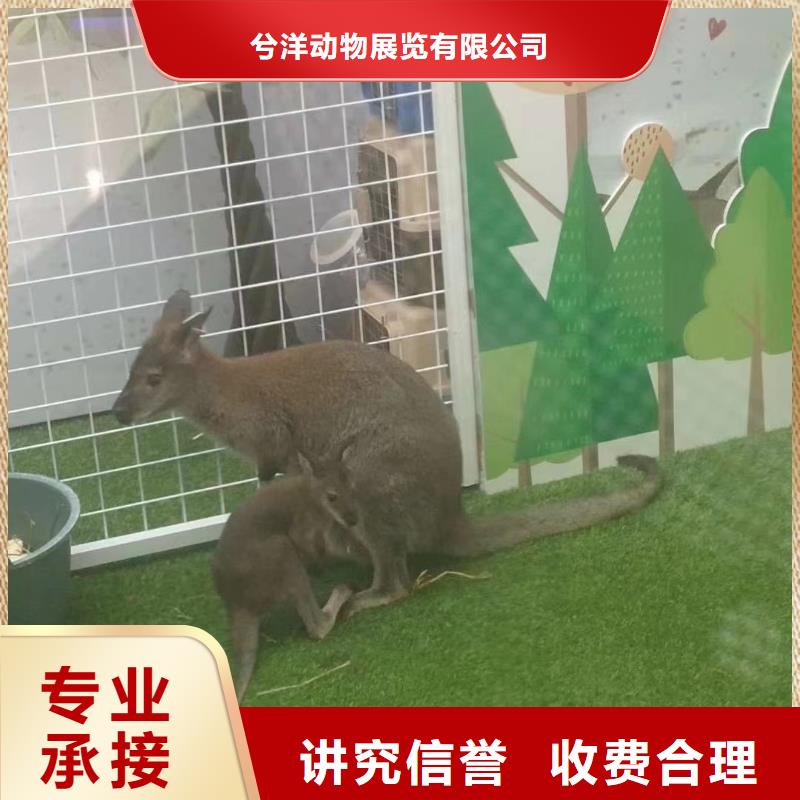 马戏团/羊驼-表演羊驼租赁好评度高