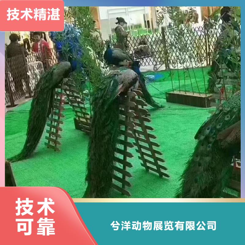 【马戏团/羊驼】-海狮表演出租实力商家|文圣|宏伟|阜新|沈阳|盘锦|营口厂家