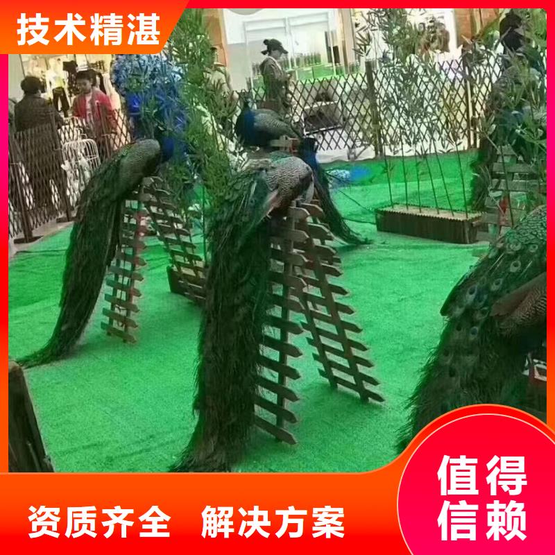 马戏团/羊驼【出租海狮表演】专业品质