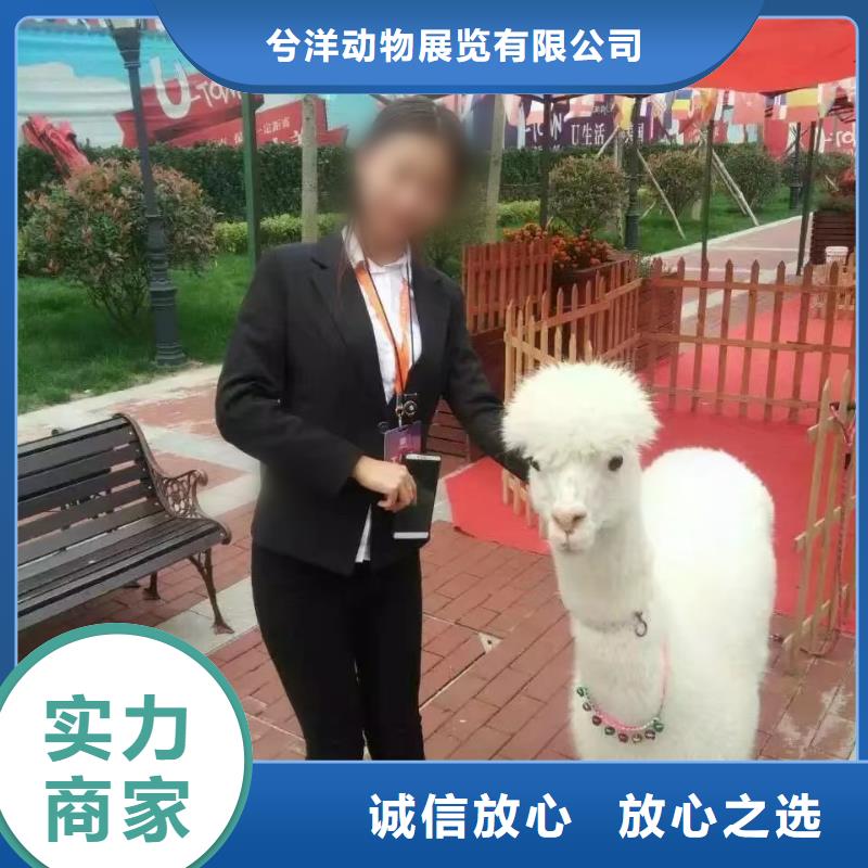 马戏团/羊驼企鹅租赁2025公司精心