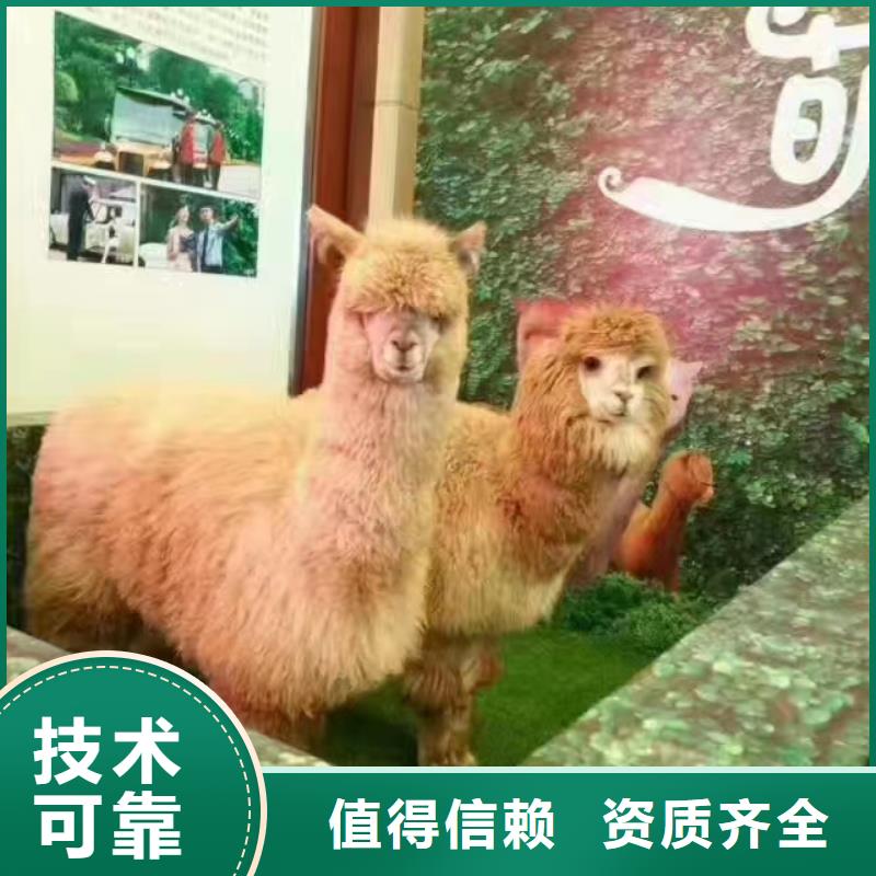 马戏团/羊驼【美人鱼出租演出】讲究信誉