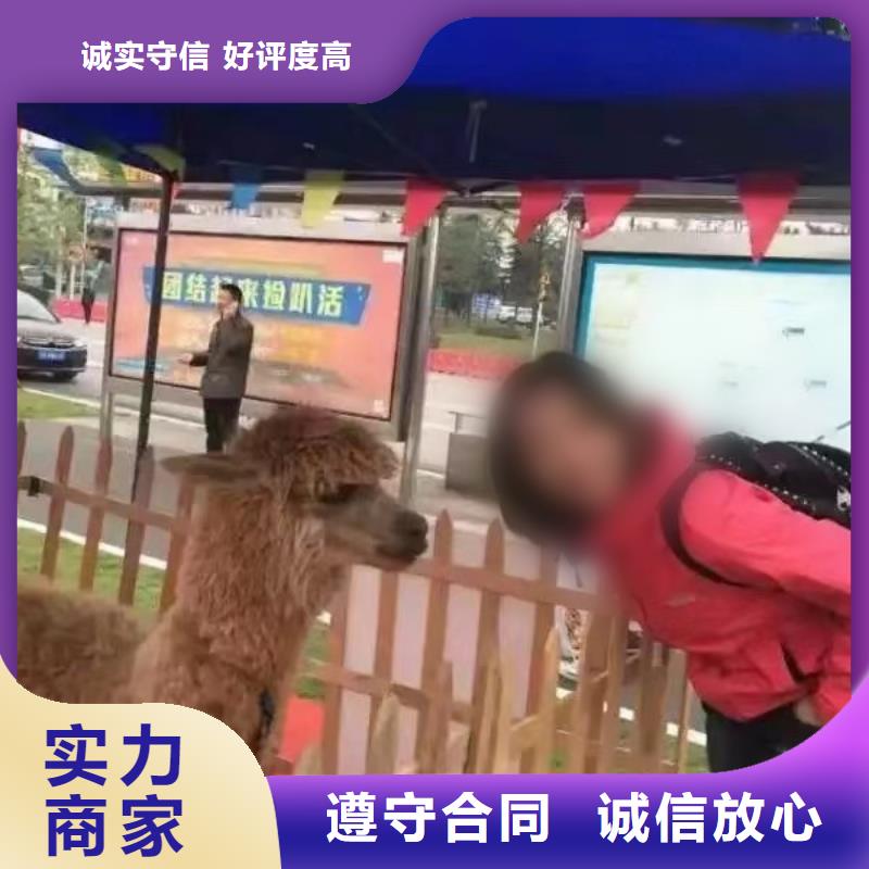马戏团/羊驼-【企鹅表演出租】匠心品质