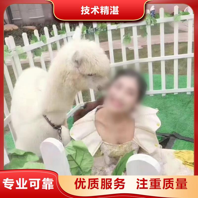 【马戏团/羊驼】-海狮表演出租实力商家|文圣|宏伟|阜新|沈阳|盘锦|营口厂家