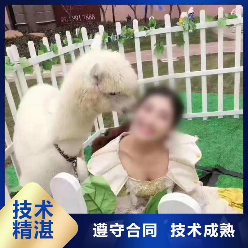马戏团/羊驼-美人鱼表演出租服务至上