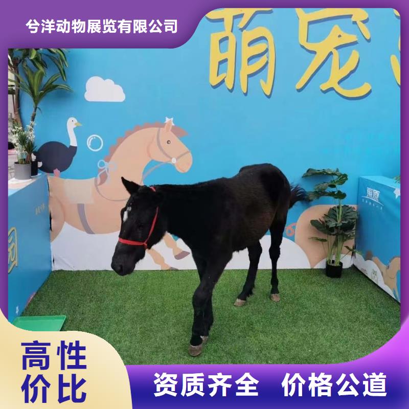 马戏团/羊驼 动物展览秀一对一服务