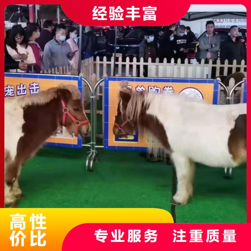 马戏团/羊驼马戏团表演出租租赁技术可靠