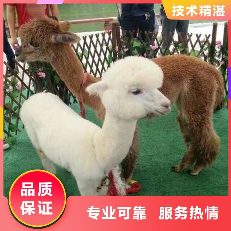 马戏团/羊驼出租动物表演实力商家