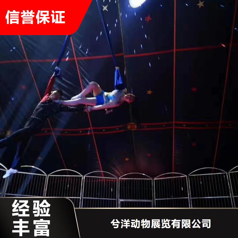 【马戏团/羊驼】【海狮表演】专业服务