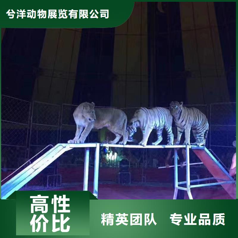 马戏团/羊驼-【海狮租赁表演】匠心品质