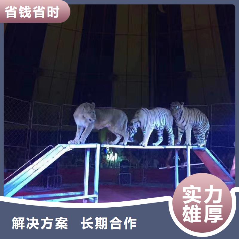 马戏团/羊驼 动物展览秀一对一服务