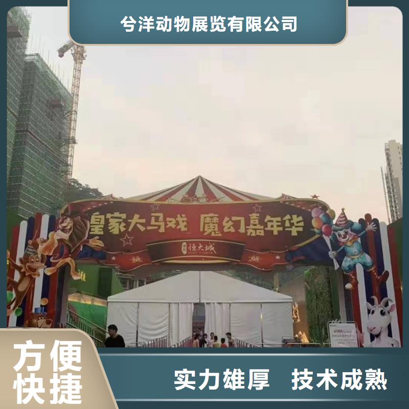 马戏团/羊驼【出租海狮表演】专业品质