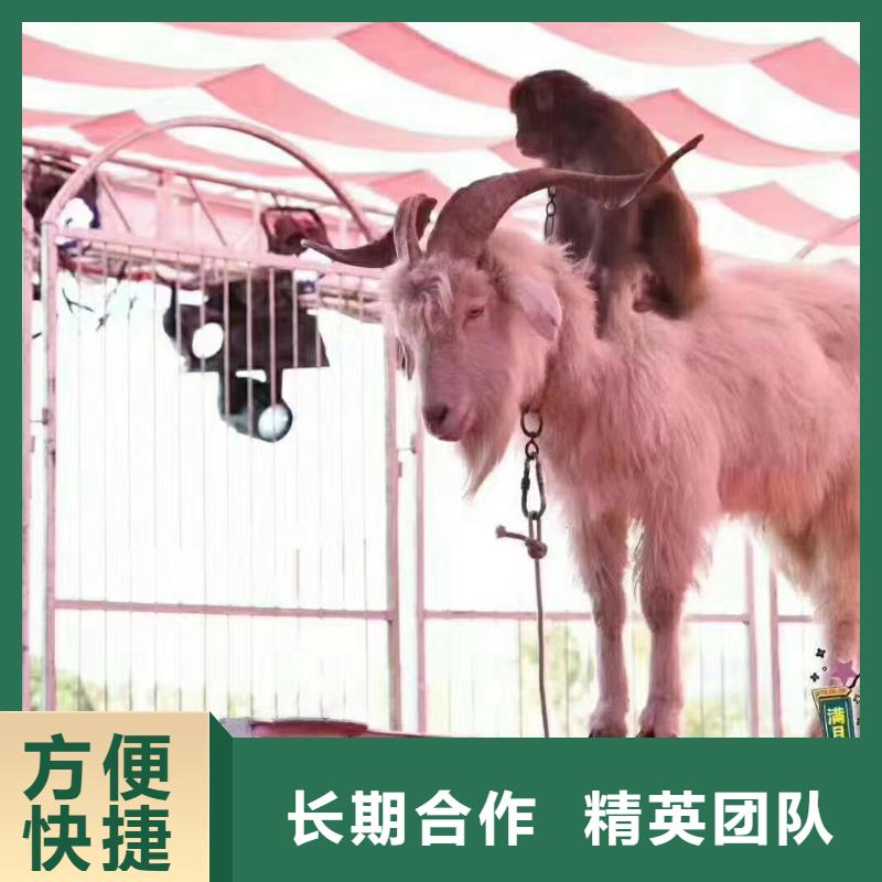 【马戏团/羊驼】-【美人鱼出租演出】专业公司