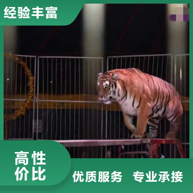 马戏团/羊驼_【海狮表演租赁】专业可靠