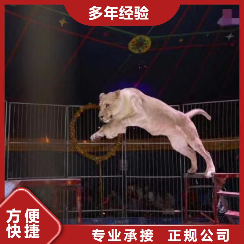 马戏团/羊驼企鹅租赁2025公司精心