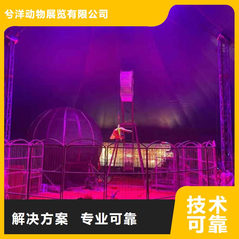 马戏团/羊驼-小马戏出租2025公司