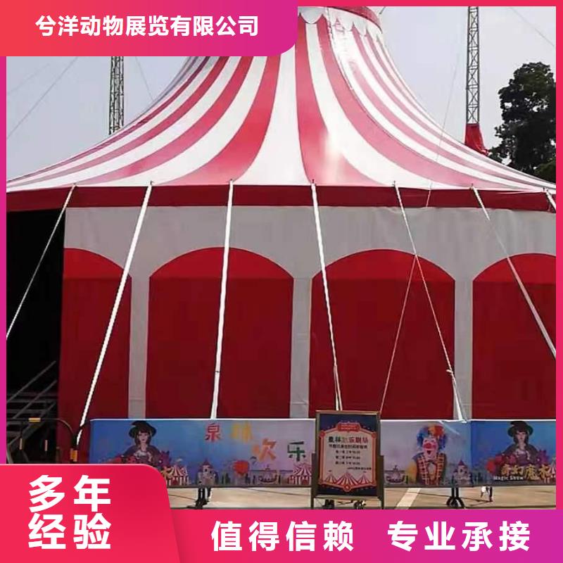马戏团/羊驼 羊驼出租口碑商家