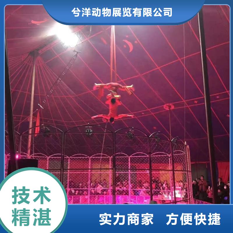【马戏团/羊驼【出租海狮表演】】