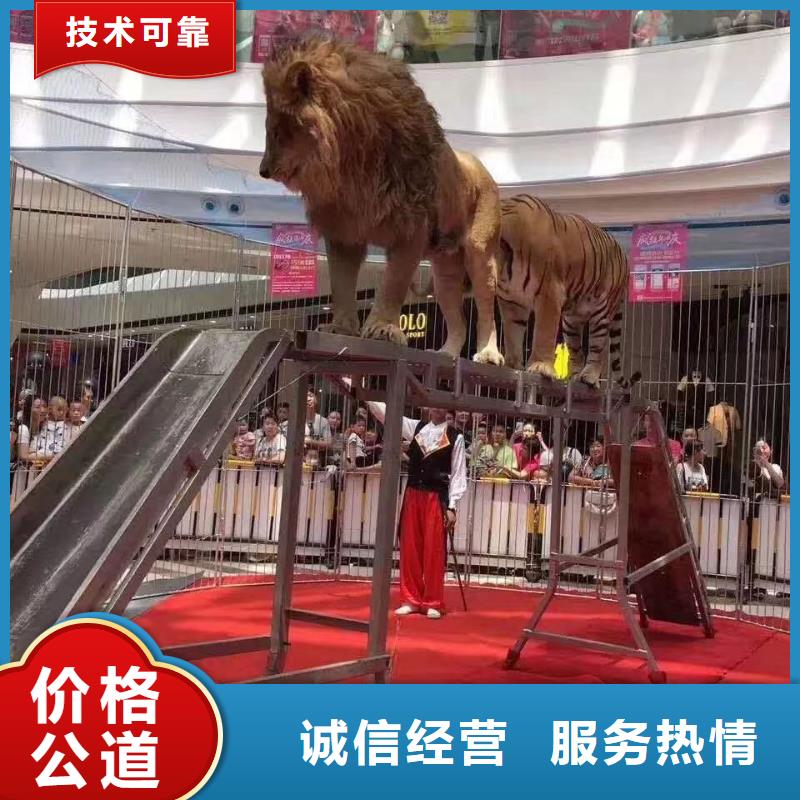马戏团/羊驼-美人鱼表演出租服务至上