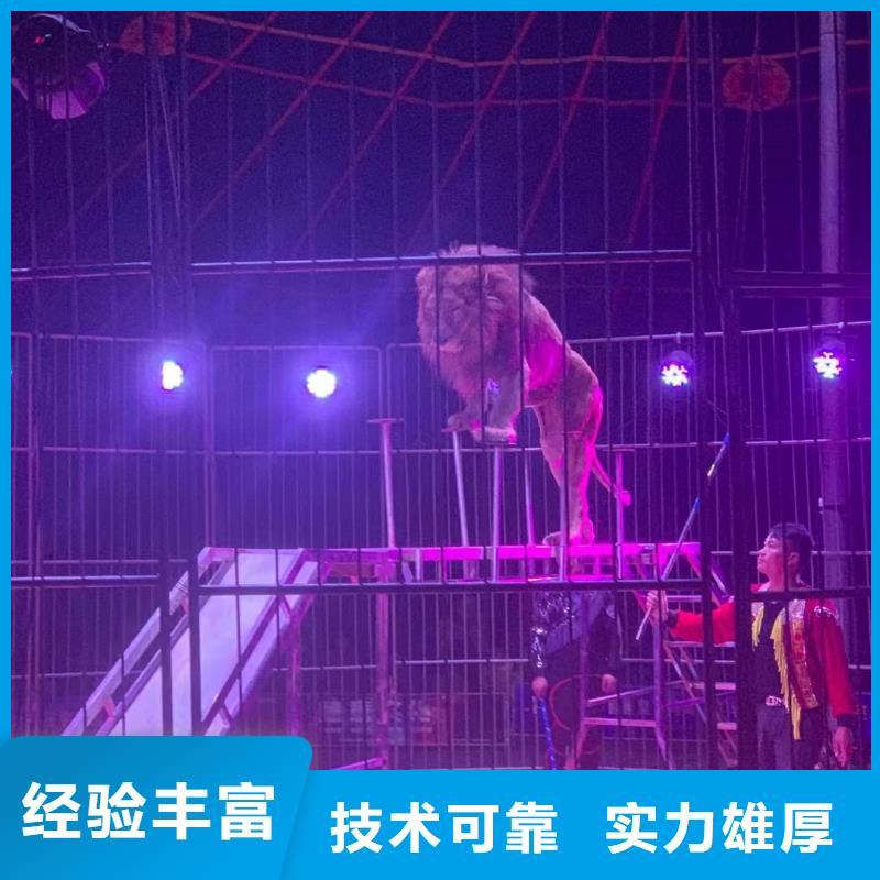 马戏团/羊驼_海豚表演价格公道