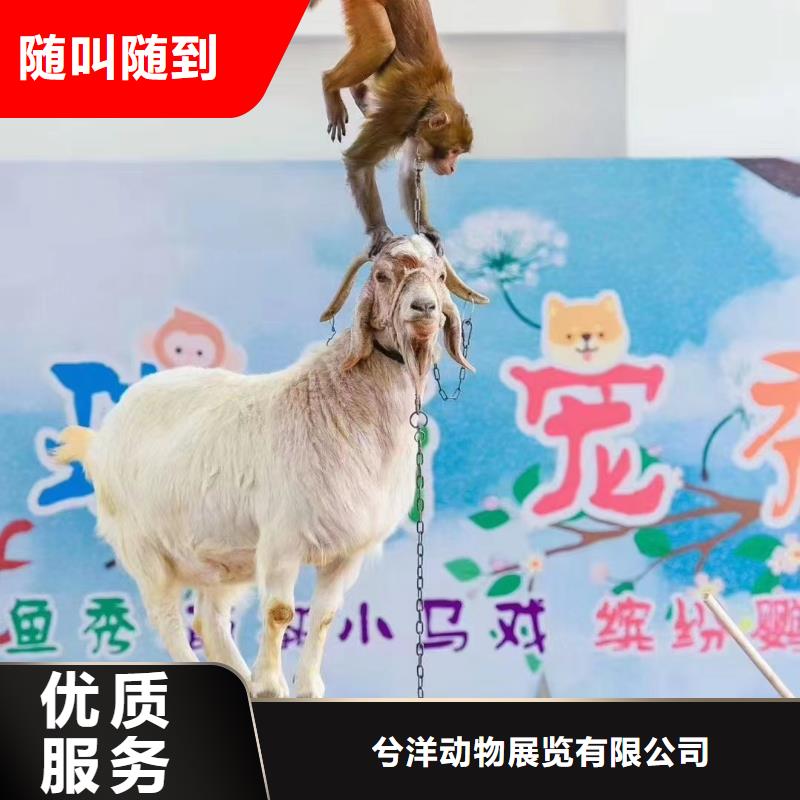 马戏团/羊驼羊驼出租比同行便宜