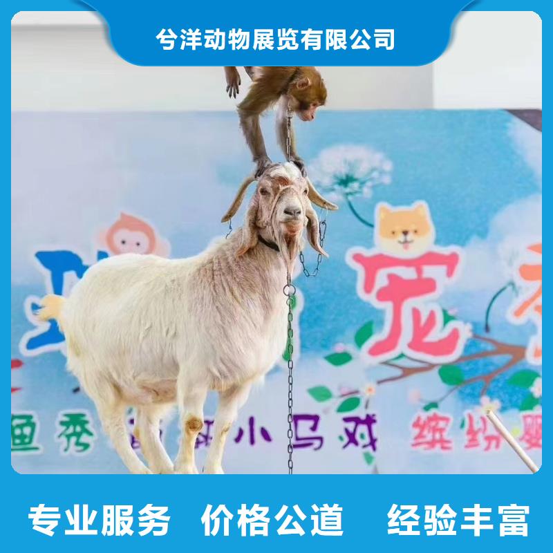 马戏团/羊驼【马戏团表演出租】服务热情
